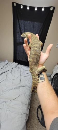 Argus Monitor
