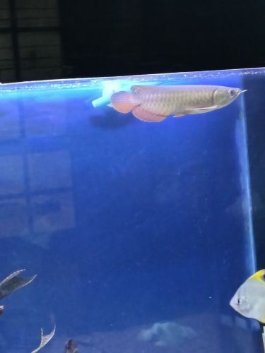 Rtg Arowana