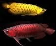 Arowana fishes