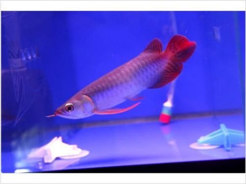 Top Quality Super Red Arowana Fish (***) *** ***2