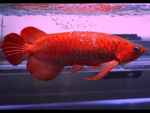 Asian Red Arowana Available in Stock for Sale Now (***) ***-***3