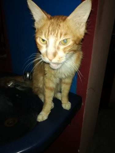 Asian Cats for sale in Vidyasagar Rd, Manayata Tech Park, Nagavara, Bengaluru, Karnataka 560045, India. price: NA