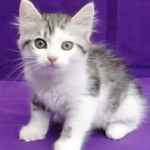 asian semi longhair kitten - description
