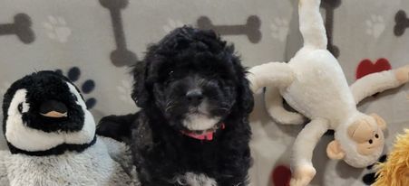 Mini Aussiedoodle Female - Clover