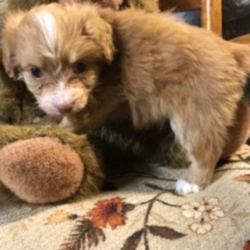 Bruiser Mini Aussiepoo