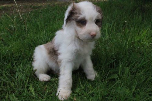 Connor Male Aussie poo STD merle