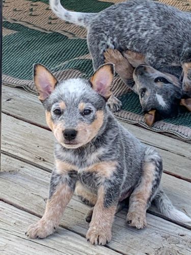 Purebread hardworking Heelers
