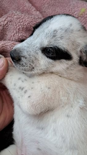 Aussie Heeler Puppies