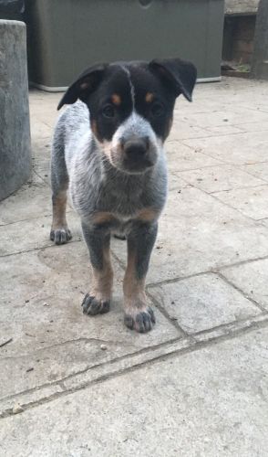 Blue Heeler