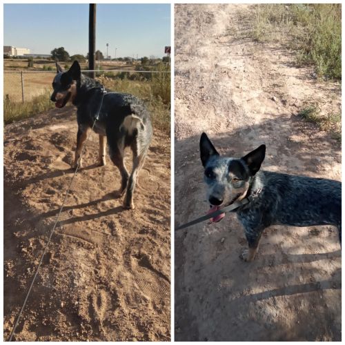 Abandoned while dog sitting trying to find her new home