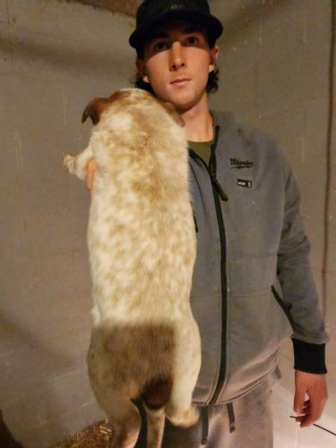 Australian Cattle Dog pupy