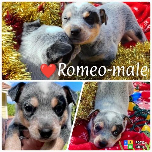 Australian Cattle Dog Puppies for sale in Palm Beach Gardens, FL, USA. price: $1,000