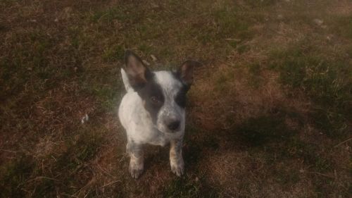 Heeler(ACD)/McNab Cross Puppies