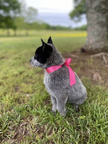 Australian Cattle Dog Puppies for sale in Ozark, AR 72949, USA. price: $250