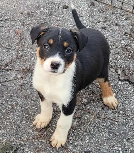 Australian Cattle Dog Puppies for sale in DeWitt, MI 48820, USA. price: $150