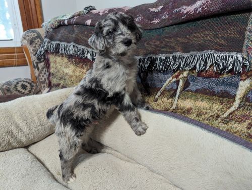 Aussie Doodle puppies for sale