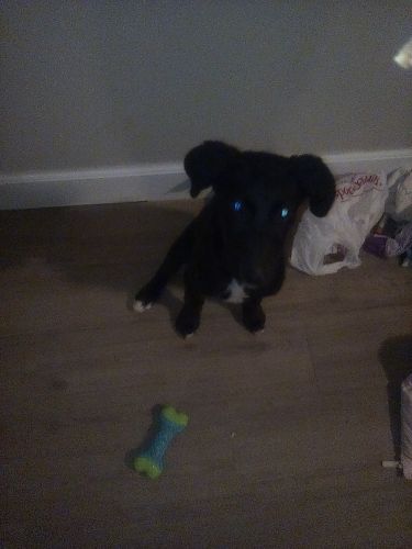 puppy in need of home ASAP