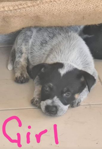 Australian Cattle Dog Puppies for sale in Townsville QLD, Australia. price: $400