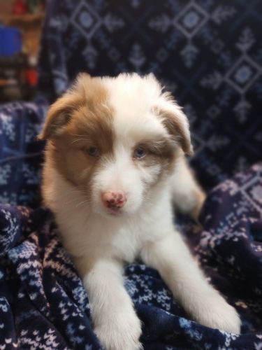 Australian Cattle Dog Puppies for sale in Brighton, MI 48116, USA. price: $400