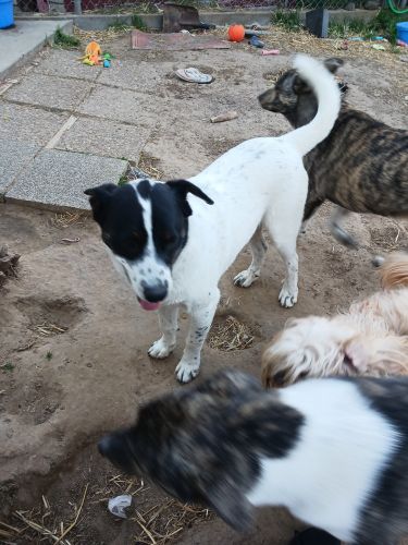 Australian cattle dog
