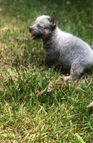Australian Cattle Dog Puppies for sale in Baton Rouge, LA, USA. price: $150