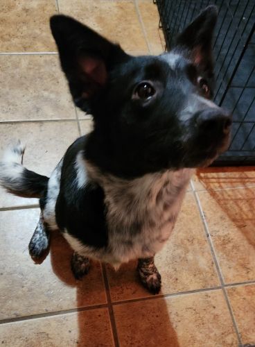 Australian Cattle Dog Puppies for sale in Pittsburgh, PA, USA. price: $350