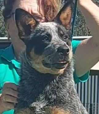 Australian Cattle Dog Puppies for sale in Penrith NSW 2750, Australia. price: $990