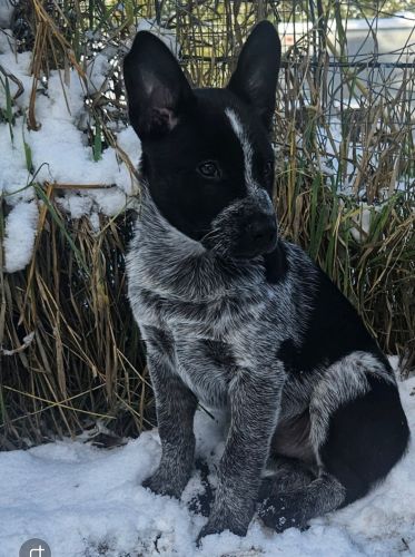 Blue heeler cattle pups