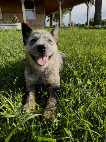 Blue Heeler Australian Cattle female Pup