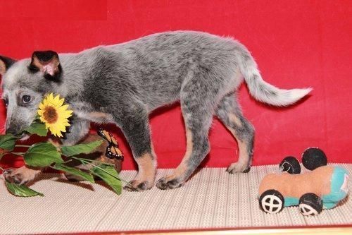 Good Looking Australian Cattle Dog Puppies .
