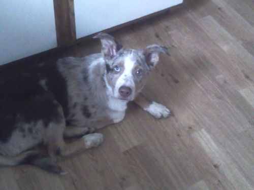 Australian Cattle Dog Puppy