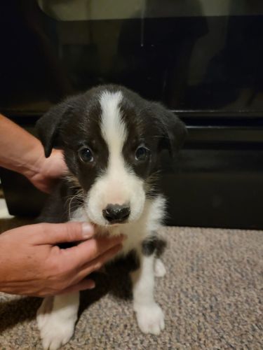 Australian shepherd mix
