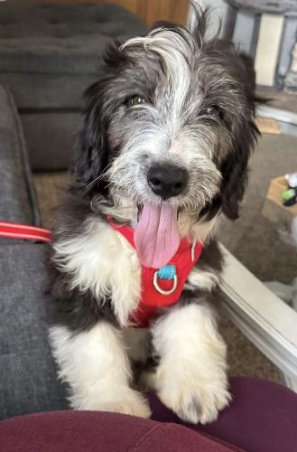 4 mo. Old aussiedoddle