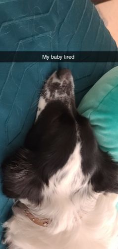 Rehoming my baby girl Lola