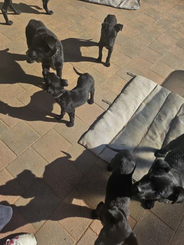 Australian Kelpie Puppies for sale in Naracoorte SA 5271, Australia. price: $550