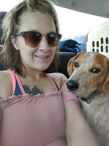 8 months old red heeler