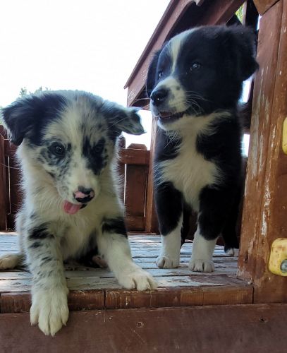 Purebred Australian Shepherd puppies