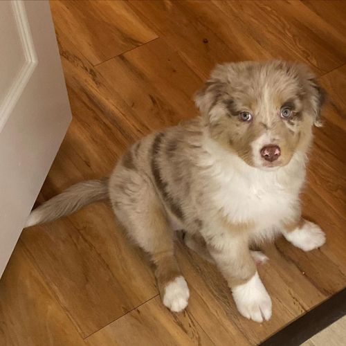 Polite Australian Shepherd Puppies