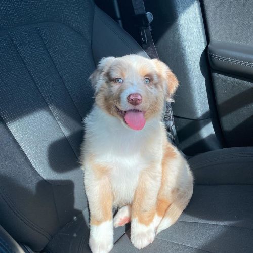 Sincere Australian Shepherd Puppies