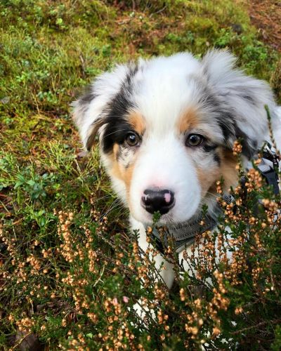 Australian Shepherd Puppies for sale in St. Louis, MO 63146, USA. price: $500