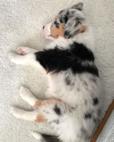 amazing Aussie Australian Shepherd Puppies