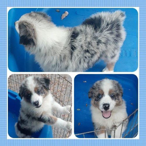 8 week old Purebred Australian Shepherd Puppies