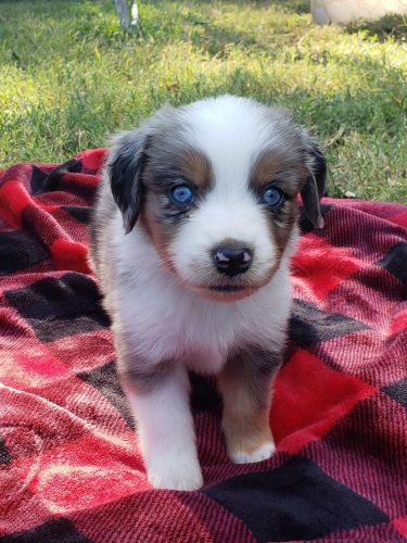 Australian Shepard Mini