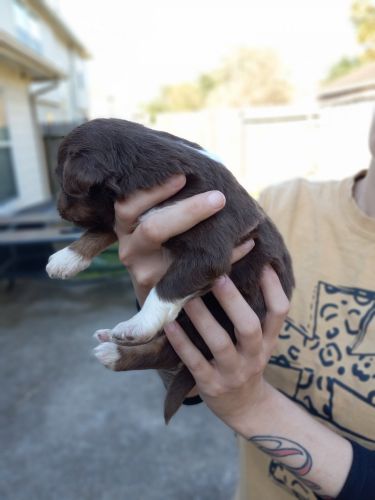 Pure bred Australian shepherds