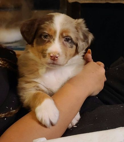 Standard ASDR Australian Shepherd Pups