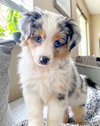 Mini Aussie