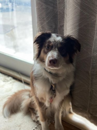 Australian Shepherd Puppies for sale in Kearney, MO, USA. price: NA