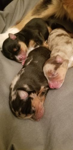 Mini Australian Shepherd Puppies
