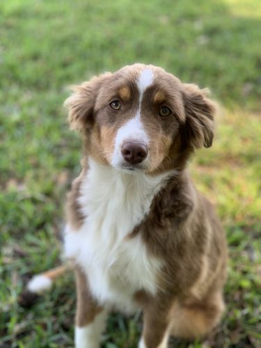 Miniature Australian Shepherds