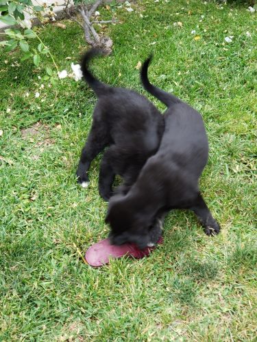 Australian shepherd mix with lab